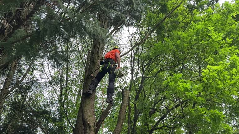 Tree and Shrub Care in Pine Beach, NJ